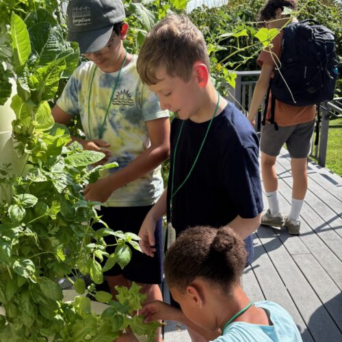 On the Farm, Grades 5-8