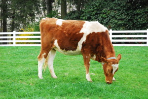 Guernsey-cow-new-pond-farm-animals