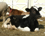 cow-holstein-new-pond-farm-animals