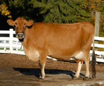 cow-jersey-new-pond-farm-animals