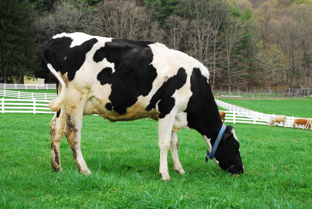 holstein-cow-new-pond-farm-animals