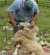 sheep-shearing-new-pond-farm