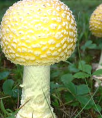 Woodland Mushroom Discovery Walk! mushrooms