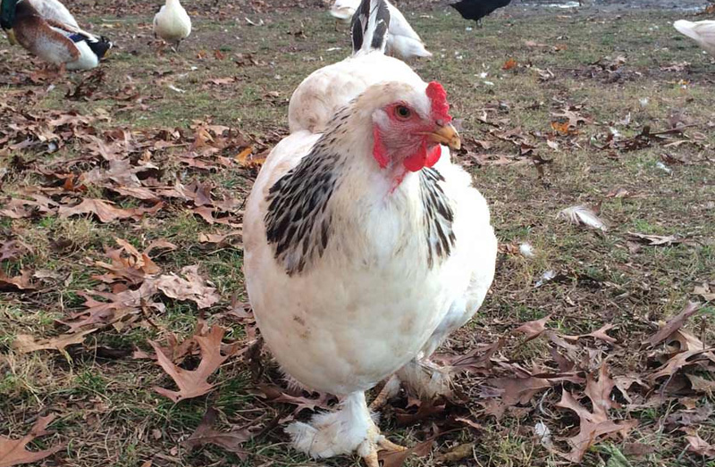 Light Brahma Hen or Rooster  BackYard Chickens - Learn How to