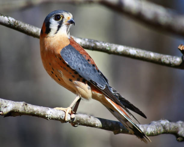 Back in the 1980s, a pair of kestrels nested reliably in a box positioned in the large sugar maple along our Farm Road.  These exquisite, robin-sized, falcons were an absolute joy to behold as they would soar, hover, and plunge over the pastures and lawns searching for insects, small mammals, amphibians, and reptiles.

For many years we have been without a nesting pair, and for the past several decades DEEP has listed American Kestrels as a species of special concern.

Working with Art Gingert, who is well known in the State for his decades of d devotion to reestablishing nesting pairs of kestrels, we have installed a kestrel box on the eastern side of our pasture. No takers yet, but the box will be back up early in the spring of 2024, and we are hopeful.