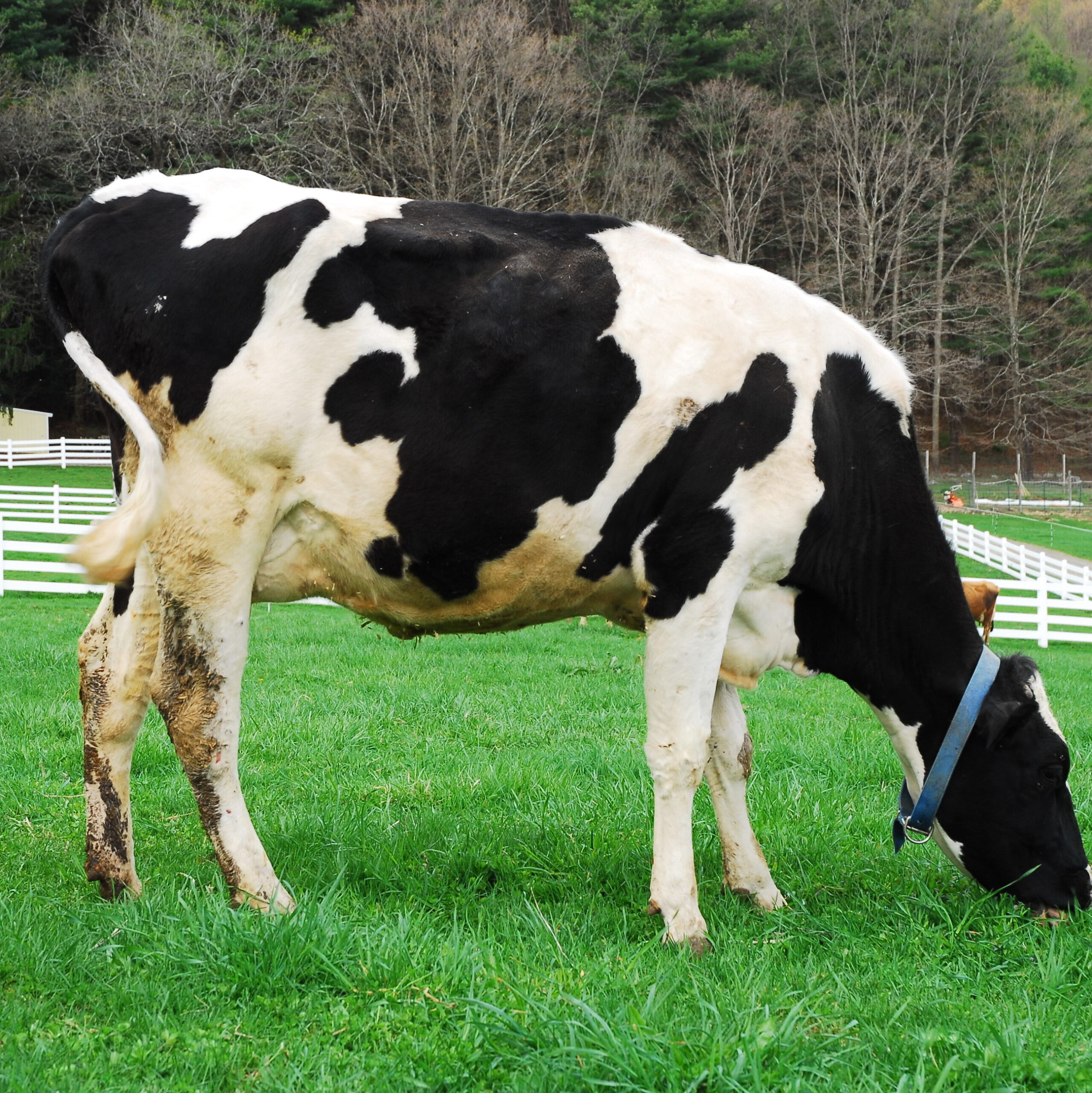 holstein-cow-new-pond-farm-animals