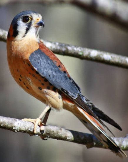 American Kestrel