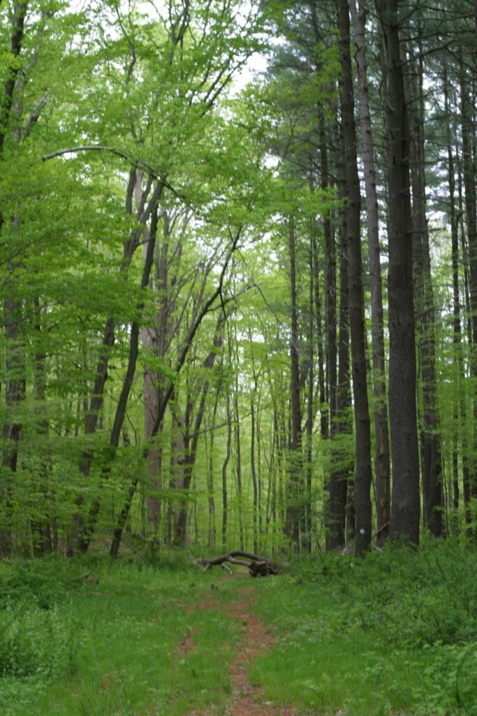 Redding Land Trust 4