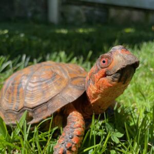 Box Turtle