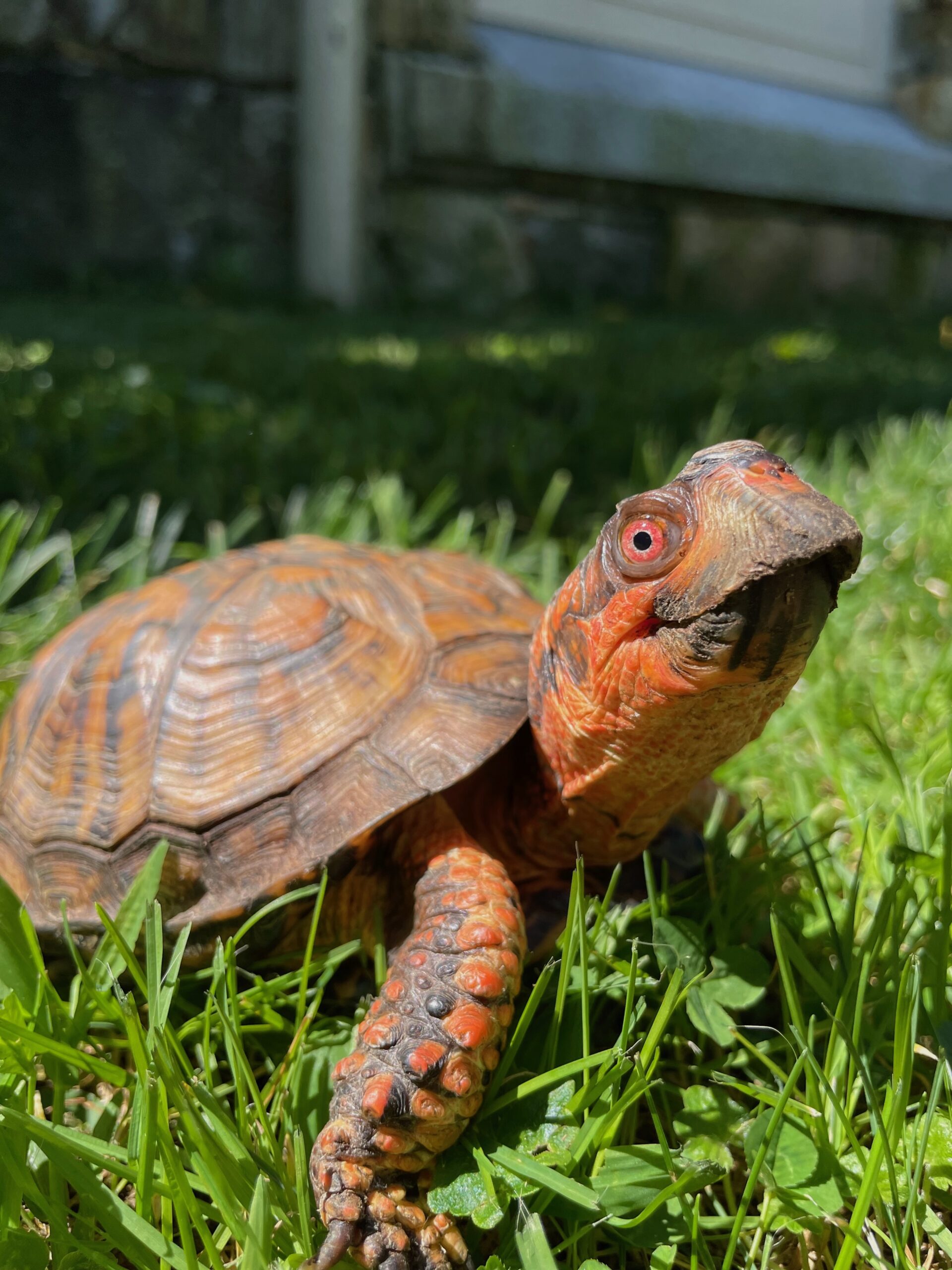 Box Turtle