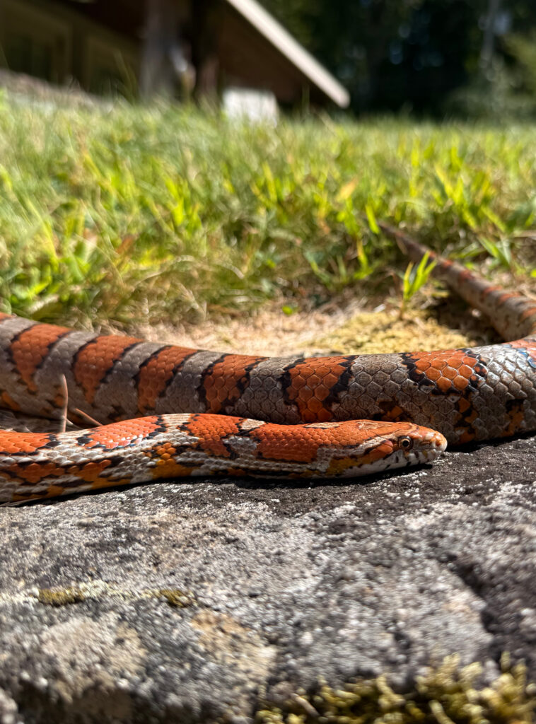 Corn Snake