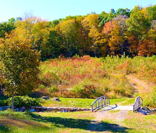 scrub-and-shrub-area